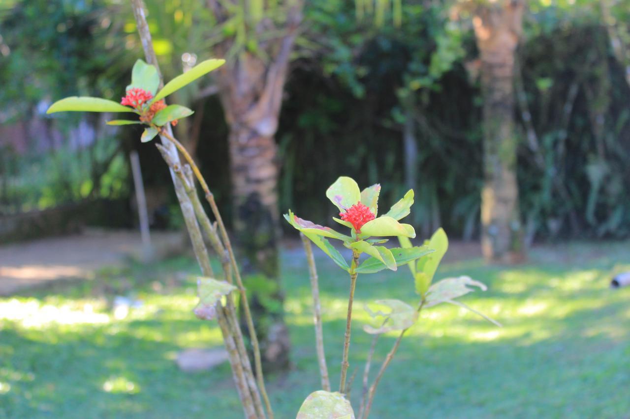 Junglez Eco Hostel Guarau Dış mekan fotoğraf