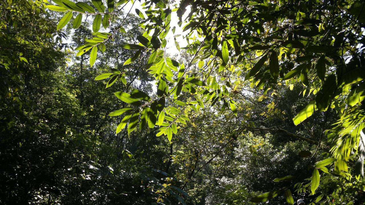 Junglez Eco Hostel Guarau Dış mekan fotoğraf